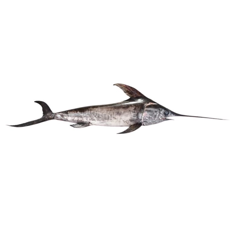 Word Fish View Fresh Fish - Global Island | Sri Lanka Tea, Spices, Fresh fish Exporter